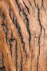 Texture shot of brown tree bark