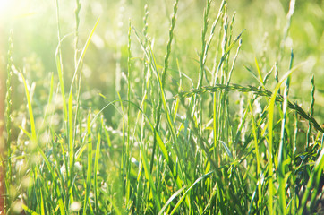 Spring or summer background with green grass