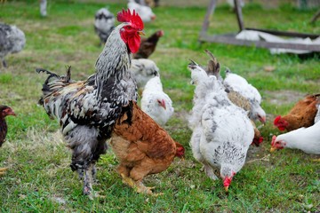 Hens, rooster and chickens raised an a organic farm