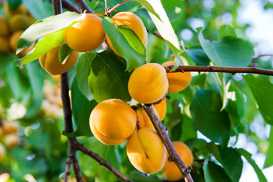 Ripe apricots growing on the apricot tree