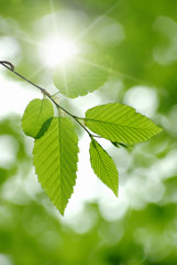 green leaves