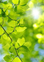 Fototapeta na wymiar green leaves