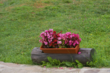 geranium flowers in a pot