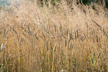 golden wheat in a farm field