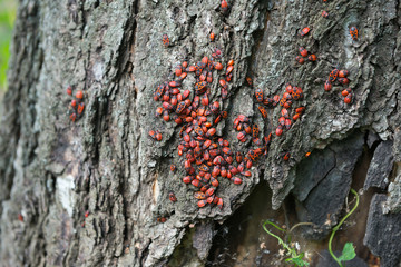 Firebug ( Pyrrhocoris apterus) in the trunk of an old tree