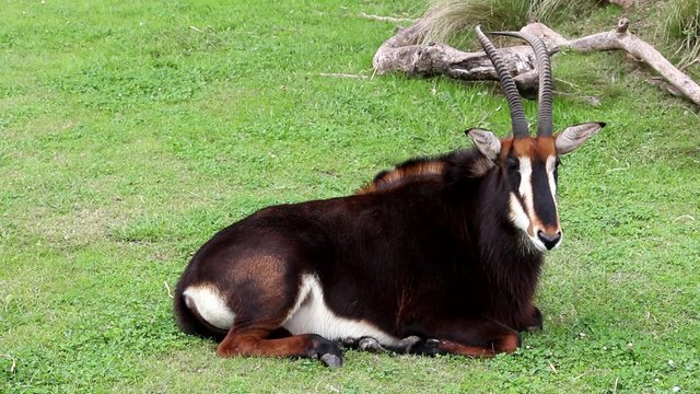 
El ant&iacute;lope Sable que habita en &Aacute;frica meridional, descansa en la hierba, .
