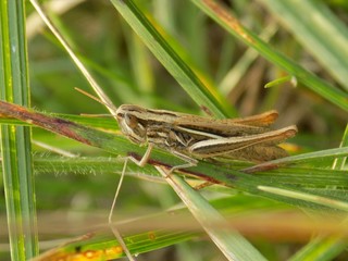 Grasshopper on grass blade