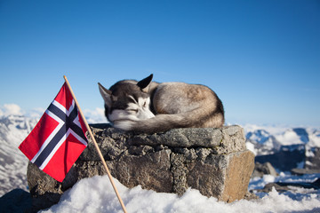 Siberian Husky in Norway