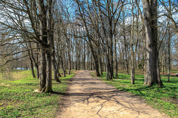 Pathway in Forest