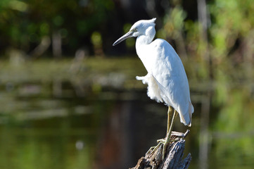 White heron perched on log over pond in North Point State Park, MD. 