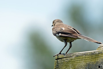 Brown thrush perched on wood beam