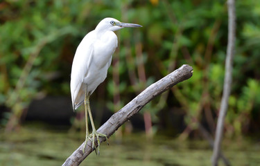 White heron perched on stick over swamp in North Point State Park, MD. 