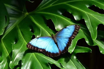 Fototapete Schmetterling Ein hübscher blauer Morpho-Schmetterling landet in den Schmetterlingsgärten.