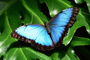 Een mooie blauwe morphovlinder landt in de vlindertuinen.