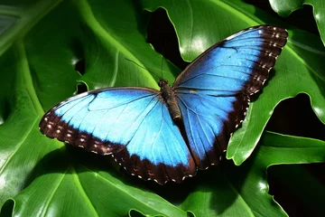 Fototapete Schmetterling Ein hübscher blauer Morpho-Schmetterling landet in den Schmetterlingsgärten.