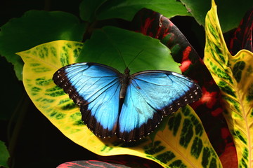 A pretty blue morpho butterfly lands in the butterfly gardens.