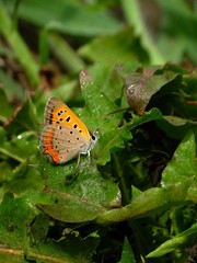 dew drop butterfly on the leaf #2