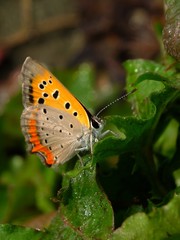 dew drop butterfly on the leaf