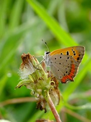 dew drop butterfly on the flower