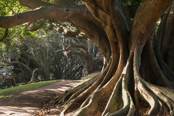 Buttress roots of Moreton Bay fig tree