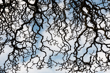 Whimsical pattern of magnolia tree branches