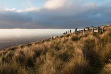 Tuinposter Sheep dazing up hill at golden hour, Christchurch, New Zealand © kiravolkov