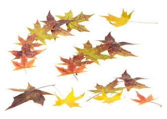 autumn leaves