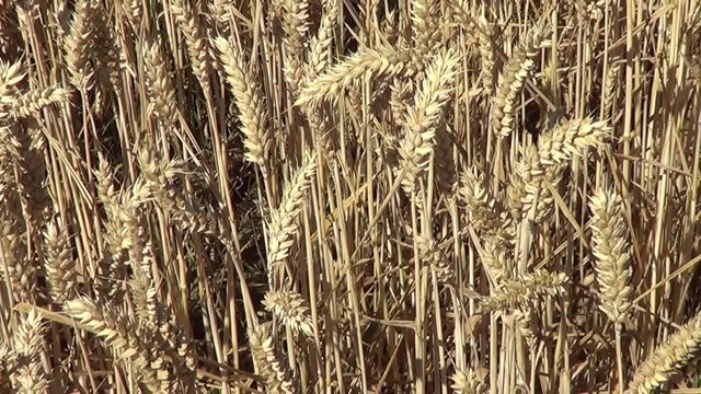 Kornfeld Weizen Zoom in