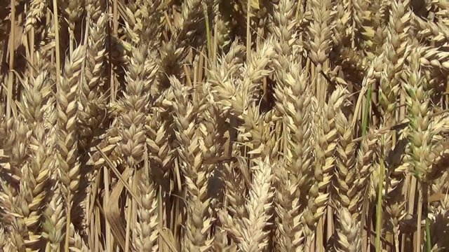 Kornfeld close up von Weizen zoom out