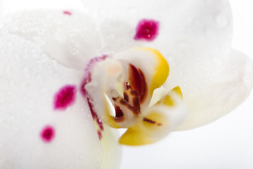 White Orchid macro