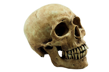 Skull