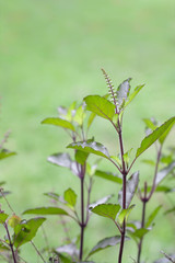 Obraz premium Holy basil or tulsi is an aromatic plant cultivated for religious , medicinal purposes , cooking and for essential oils .