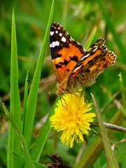 dandelion hunter