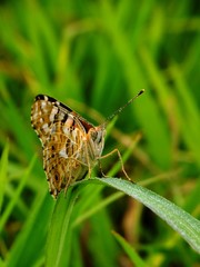 dew drop butterfly face