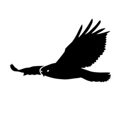 Hawk or eagle silhouette flat icon for nature apps and websites
