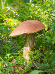orange-cap boletus close up