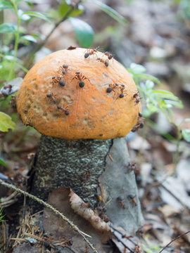 orange-cap boletus grew up in an anthill