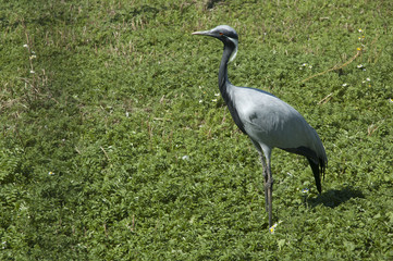 Demoiselle Crane