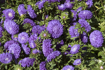 floral background