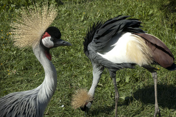 crowned crane