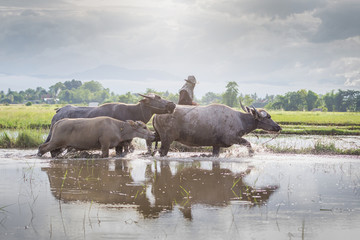 Fototapeta na wymiar Asia buffalo in field, Thailand