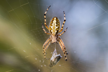 Spider on the Web with his Prey