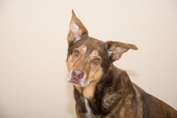Indoor Portrait of a dog who looks into the camera