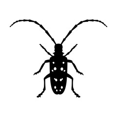 Asian Longhorned Beetle insect flat icon for nature apps and websites
