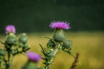Detail shot of a creeping thistle blossom