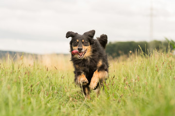 Dog running joyfully through a meadow and looks into the camera - obrazy, fototapety, plakaty