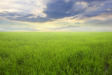 Obraz na płótnie Canvas Nature green rice field and sky background 