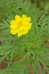 Yellow Flower