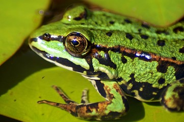 Frosch