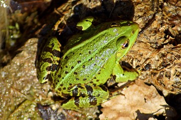 Frosch